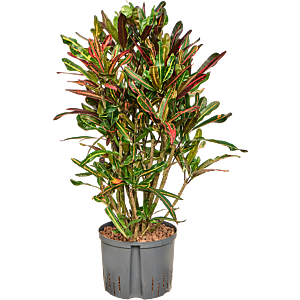 Croton (Codiaeum) variegatum 'Mammi'