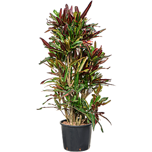 Croton (Codiaeum) variegatum 'Mammi'
