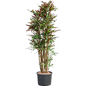 Croton (Codiaeum) variegatum 'Mammi'