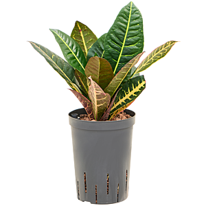 Croton (Codiaeum) variegatum 'Petra'
