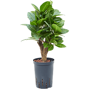 Croton (Codiaeum) variegatum 'Petra'