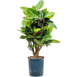 Croton (Codiaeum) variegatum 'Petra'