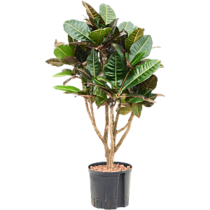 Croton (Codiaeum) variegatum 'Petra'