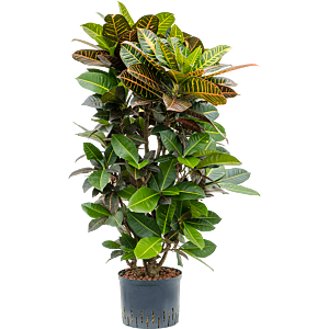 Croton (Codiaeum) variegatum 'Petra'
