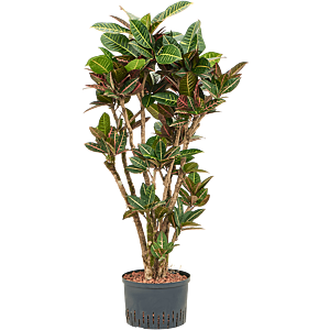 Croton (Codiaeum) variegatum 'Petra'
