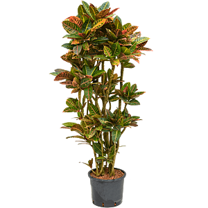 Croton (Codiaeum) variegatum 'Petra'