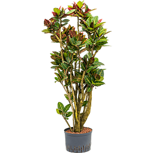 Croton (Codiaeum) variegatum 'Petra'