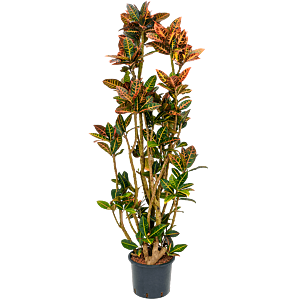 Croton (Codiaeum) variegatum 'Petra'