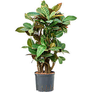 Croton (Codiaeum) variegatum 'Petra'