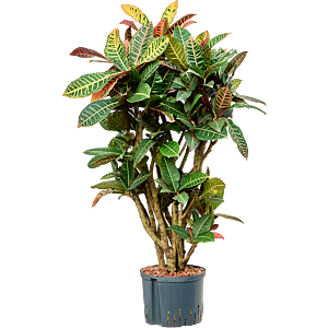 Croton (Codiaeum) variegatum 'Petra'