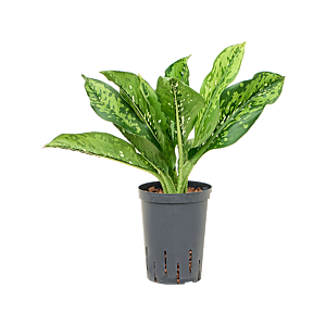 Dieffenbachia 'Crocodile'