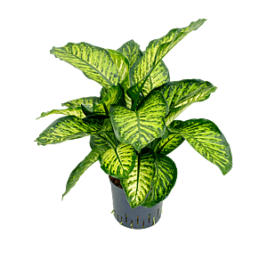 Dieffenbachia seguine 'Maroba'