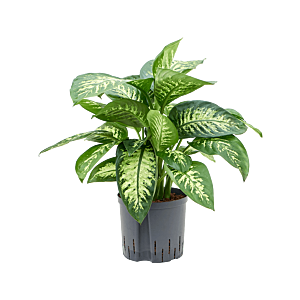Dieffenbachia seguine 'Reeva'