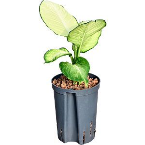 Dieffenbachia 'Tropic Marianne'