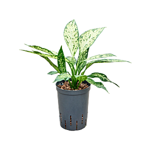 Dieffenbachia 'Vesuvius'