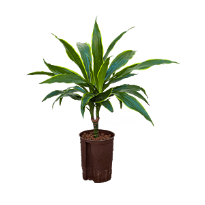 Dracaena fragrans 'Arturo'