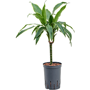 Dracaena fragrans 'Arturo'