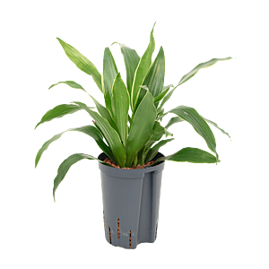 Dracaena fragrans 'Arturo'