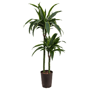 Dracaena fragrans 'Arturo'