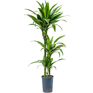 Dracaena fragrans 'Arturo'