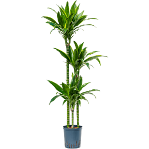 Dracaena fragrans 'Arturo'