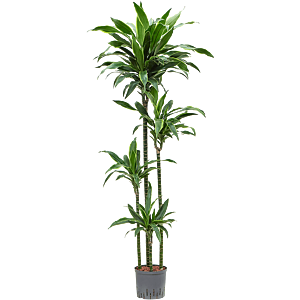 Dracaena fragrans 'Arturo'
