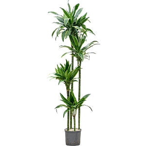 Dracaena fragrans 'Arturo'