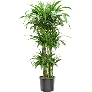 Dracaena fragrans 'Arturo'