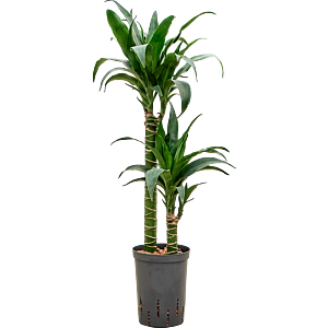 Dracaena deremensis 'Black Beauty'