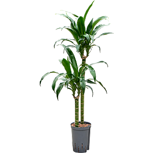 Dracaena deremensis 'Black Beauty'