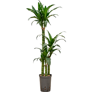 Dracaena deremensis 'Black Beauty'