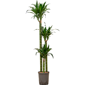 Dracaena deremensis 'Black Beauty'