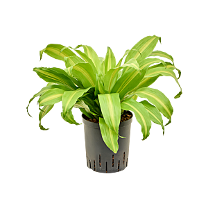 Dracaena deremensis 'Bronze'
