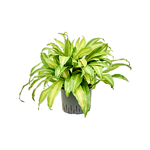 Dracaena deremensis 'Bronze'