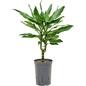 Dracaena fragrans 'Burundii'