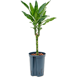 Dracaena fragrans 'Burundii'