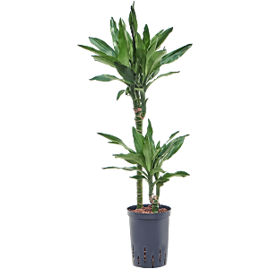 Dracaena fragrans 'Burundii'