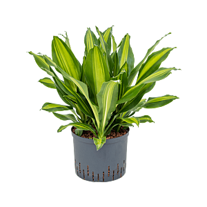 Dracaena fragrans 'Burley'