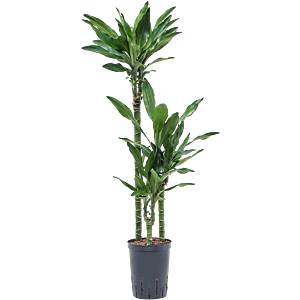 Dracaena fragrans 'Burundii'