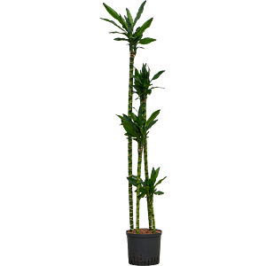 Dracaena fragrans 'Burundii'