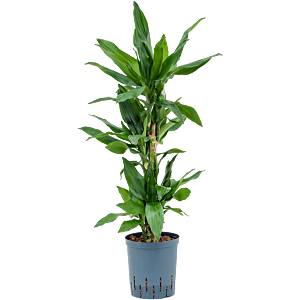 Dracaena fragrans 'Burundii'