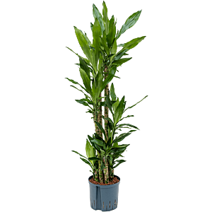 Dracaena fragrans 'Burundii'