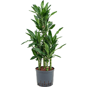 Dracaena fragrans 'Burundii'