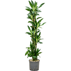 Dracaena fragrans 'Burundii'