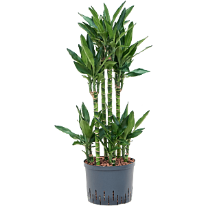 Dracaena fragrans 'Burundii'