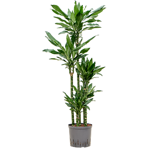 Dracaena fragrans 'Burundii'