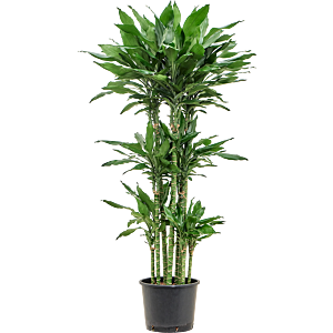 Dracaena fragrans 'Burundii'