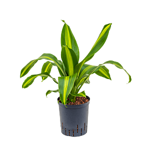 Dracaena fragrans 'Burley'