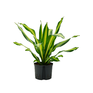 Dracaena fragrans 'Burley'