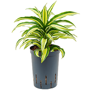Dracaena fragrans 'Malaika'